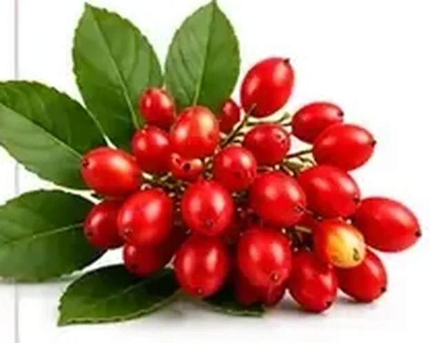 Barberry berries, the botanical source of berberine HCl